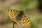 Kleine parelmoervlinder, Queen of Spain Fritillary