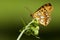 Kleine parelmoervlinder, Queen of Spain Fritillary