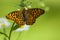 Kleine parelmoervlinder, Queen of Spain Fritillary