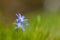 Kleine sneeuwroem, Lesser Glory of the Snow, Chionodoxa sardensis