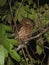 Kleine Soembavalkuil, Little Sumba Hawk-owl, Ninox sumbaensis