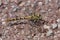 Kleine tanglibel, Small Pincertail, Onychogomphus forcipatus