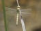 Kleine tanglibel, Small pincertail, Onychogomphus forcipatus alb
