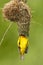 Kleine Textorwever, Lesser Masked Weaver, Ploceus intermedius