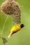 Kleine Textorwever, Lesser Masked Weaver, Ploceus intermedius