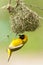 Kleine Textorwever, Lesser Masked Weaver, Ploceus intermedius