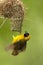 Kleine Textorwever, Lesser Masked Weaver, Ploceus intermedius