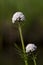 Kleine valeriaan, Marsh Valerian, Valeriana dioica