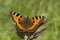 Kleine vos, Small Tortoiseshell, Aglais urticae