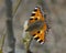 Kleine vos, Small Tortoiseshell, Aglais urticae