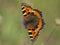 Kleine vos, Small Tortoiseshell, Aglais urticae