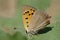 Kleine vuurvlinder, Small Copper, Lycaena phlaeas