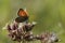 Kleine vuurvlinder, Small Copper, Lycaena phlaeas