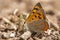 Kleine vuurvlinder, Small Copper, Lycaena phlaeas