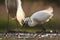 Kleine Zilverreiger, Little Egret, Egretta garzetta