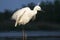 Kleine Zilverreiger, Little Egret, Egretta garzetta