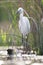 Kleine Zilverreiger, Little Egret, Egretta garzetta