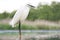 Kleine Zilverreiger, Little Egret, Egretta garzetta