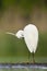 Kleine Zilverreiger, Little Egret, Egretta garzetta