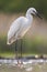 Kleine Zilverreiger, Little Egret, Egretta garzetta