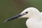 Kleine Zilverreiger, Little Egret, Egretta garzetta