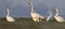 Kleine Zwaan, Bewicks Swan, Cygnus bewickii