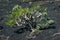 Kleinia neriifolia succulent plant