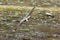 Kleinste Jager, Long-tailed Skua, Stercorarius longicaudus
