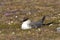 Kleinste Jager, Long-tailed Skua, Stercorarius longicaudus