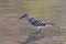 Kleinste Strandloper, Least Sandpiper, Calidris minutilla