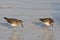 Kleinste Strandloper, Least Sandpiper, Calidris minutilla