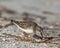 Kleinste Strandloper, Least Sandpiper, Calidris minutilla