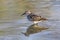 Kleinste Strandloper, Least Sandpiper, Calidris minutilla