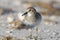 Kleinste Strandloper, Least Sandpiper, Calidris minutilla