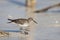 Kleinste Strandloper, Least Sandpiper, Calidris minutilla