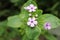 Klipkersie flowers - Teedia Lucida Rudolphi