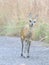 Klipspringer