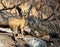 A klipspringer antelope isolated in the wild