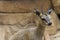 Klipspringer antelope (Oreotragus oreotragus)