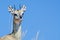 Klipspringer antelope Oreotragus oreotragus on blue sky in the background. Plenty of copy space