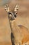 Klipspringer antelope portrait