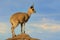 Klipspringer antelope on a rock