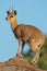 Klipspringer antelope on rock