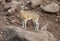 Klipspringer antelope standing on a rock