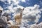 Klipspringer (Buck) on Rocks Against A Blue Sky