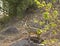 Klipspringer in the bush, Kruger national park, SOUTH AFRICA