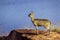 Klipspringer in Kruger National park, South Africa