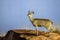 Klipspringer in Kruger National park, South Africa