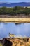 Klipspringer in Kruger National park, South Africa