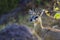 Klipspringer in Kruger National park, South Africa
